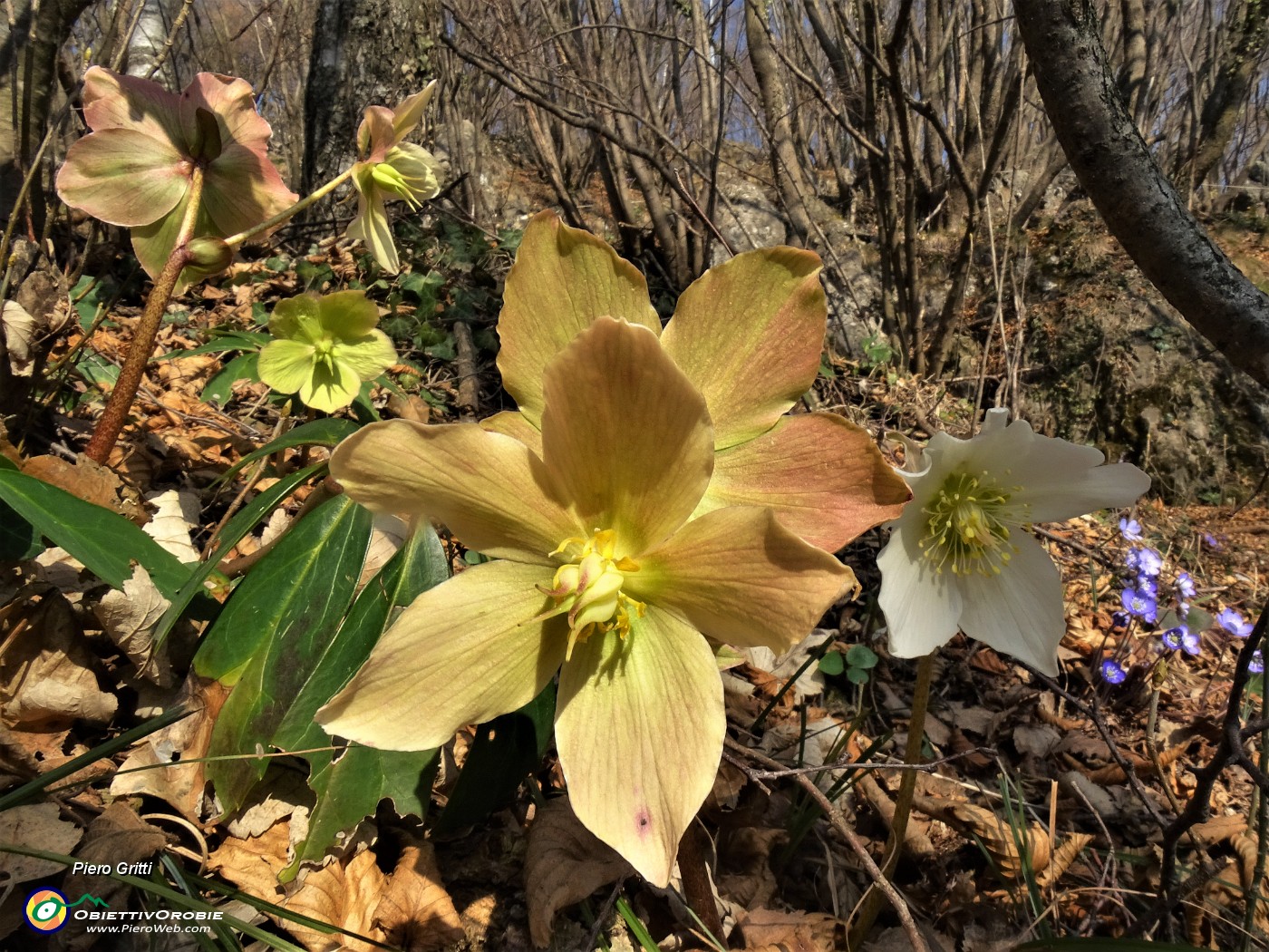 37 Festa di fiori sui sentieri al Monte Zucco - Helleborus niger (Elleboro-Rosa di Natale).JPG